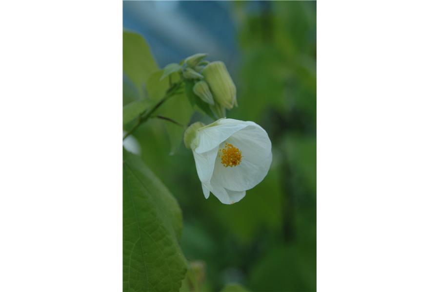 Chinese Lantern